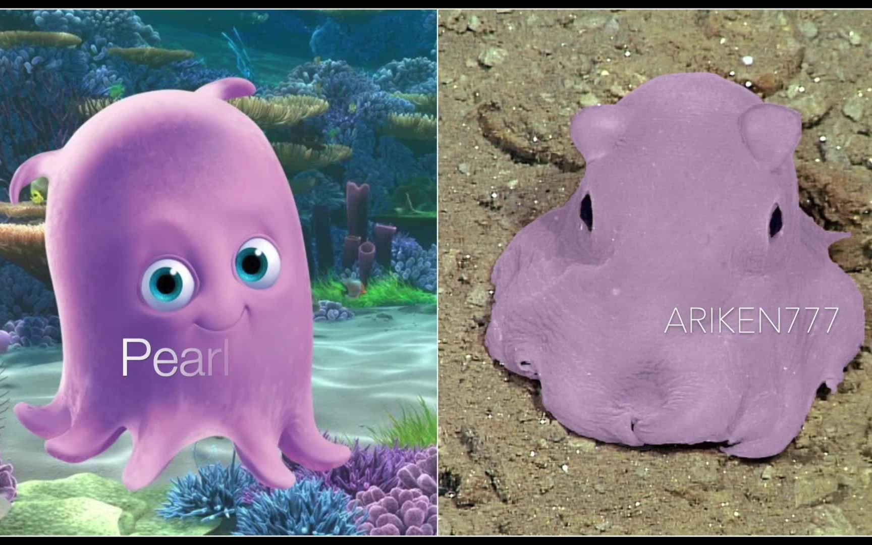 《海底总动员》所有角色的动物原型