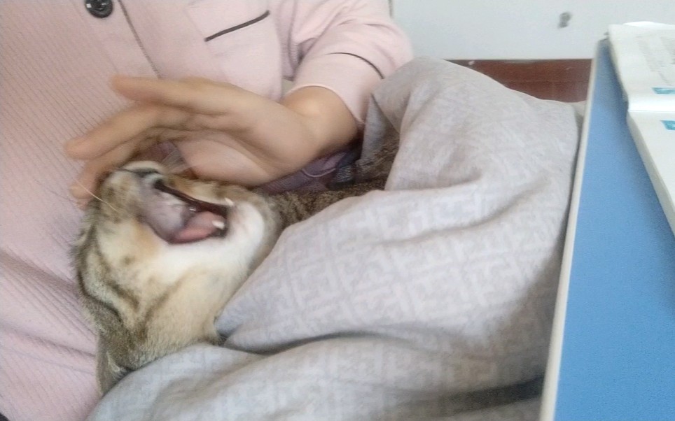 【狸花猫】怒搓猫头_哔哩哔哩 (゜-゜)つロ 干杯~-bilibili