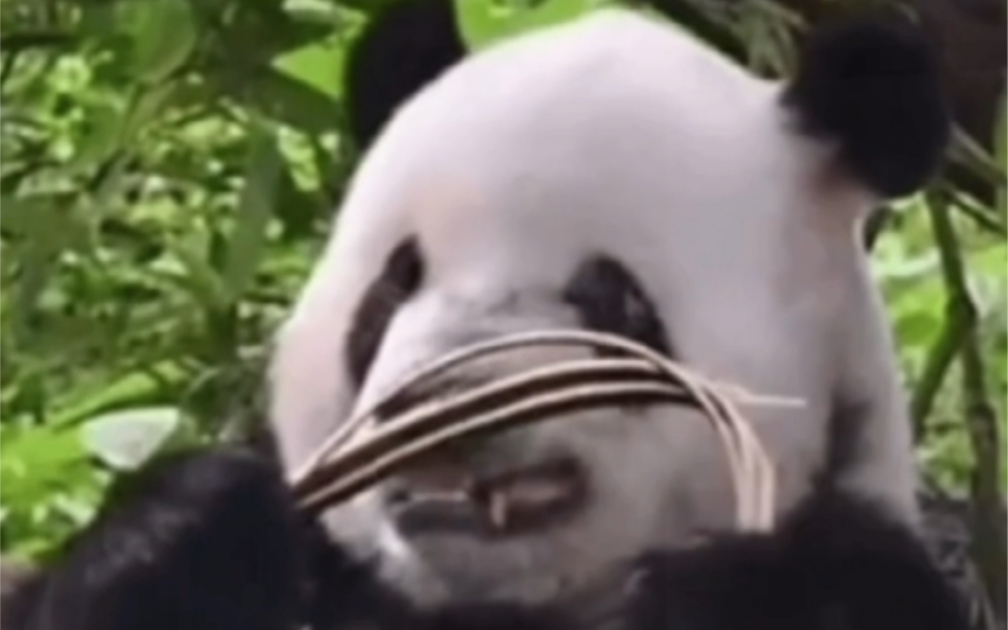 大熊猫表情包之 上班发疯文学>|萌二徒手掰竹