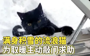 下载视频: 零下20度，流浪猫冻得敲门求助，有窝后它一直待在里面不愿出来