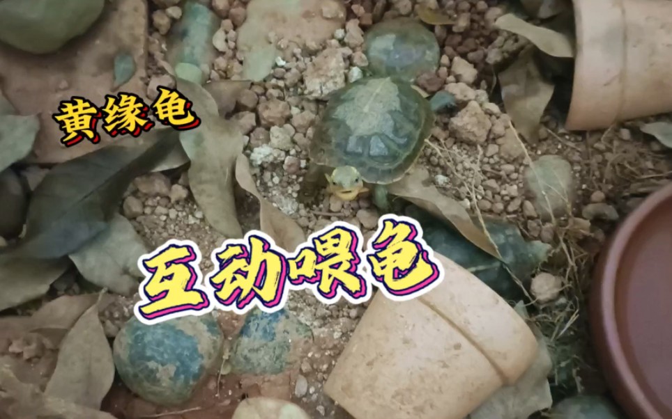 黄缘龟,互动喂龟龟