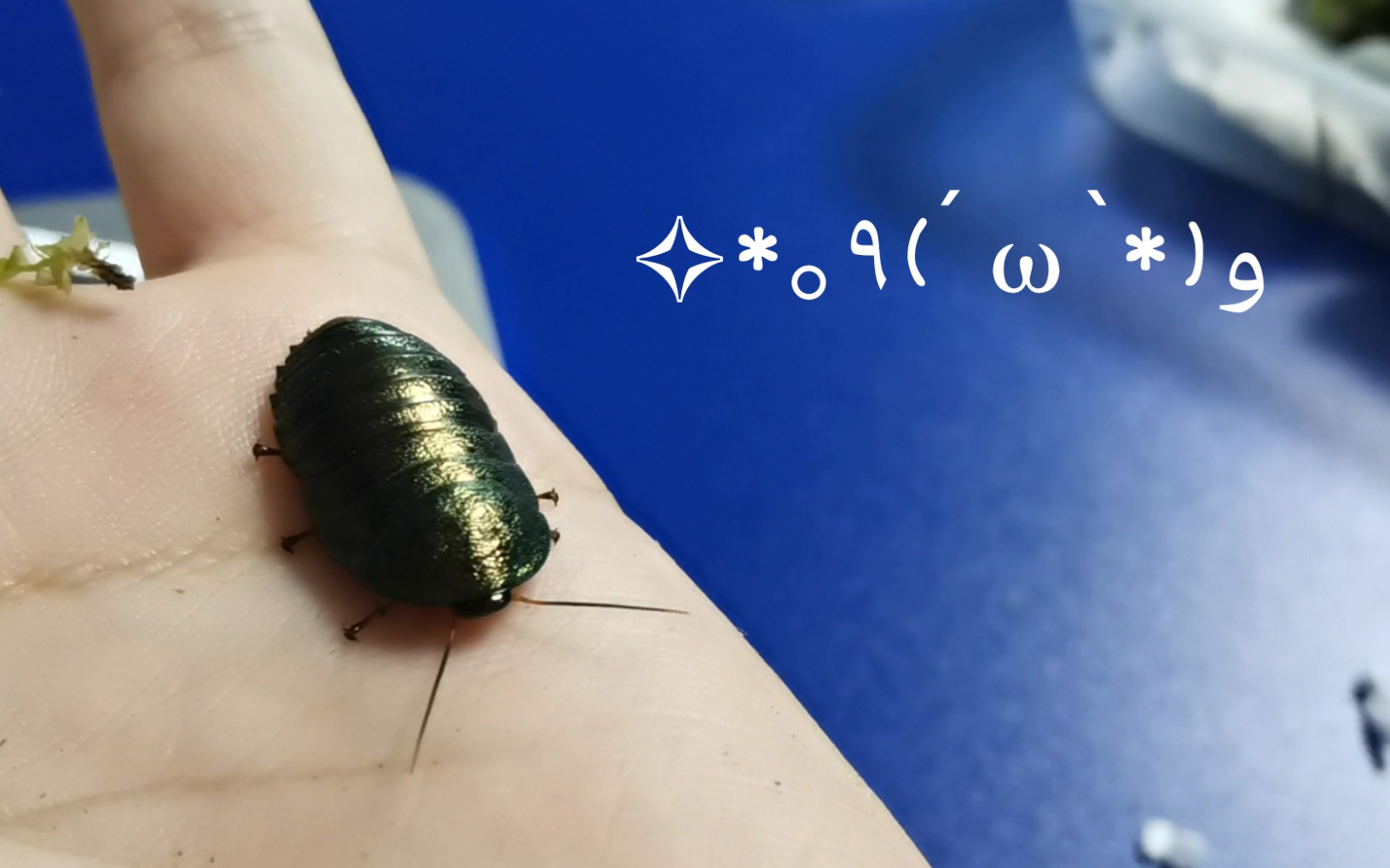 【自然记录】美丽而罕见的丽冠蠊开箱!这颜色很难不爱