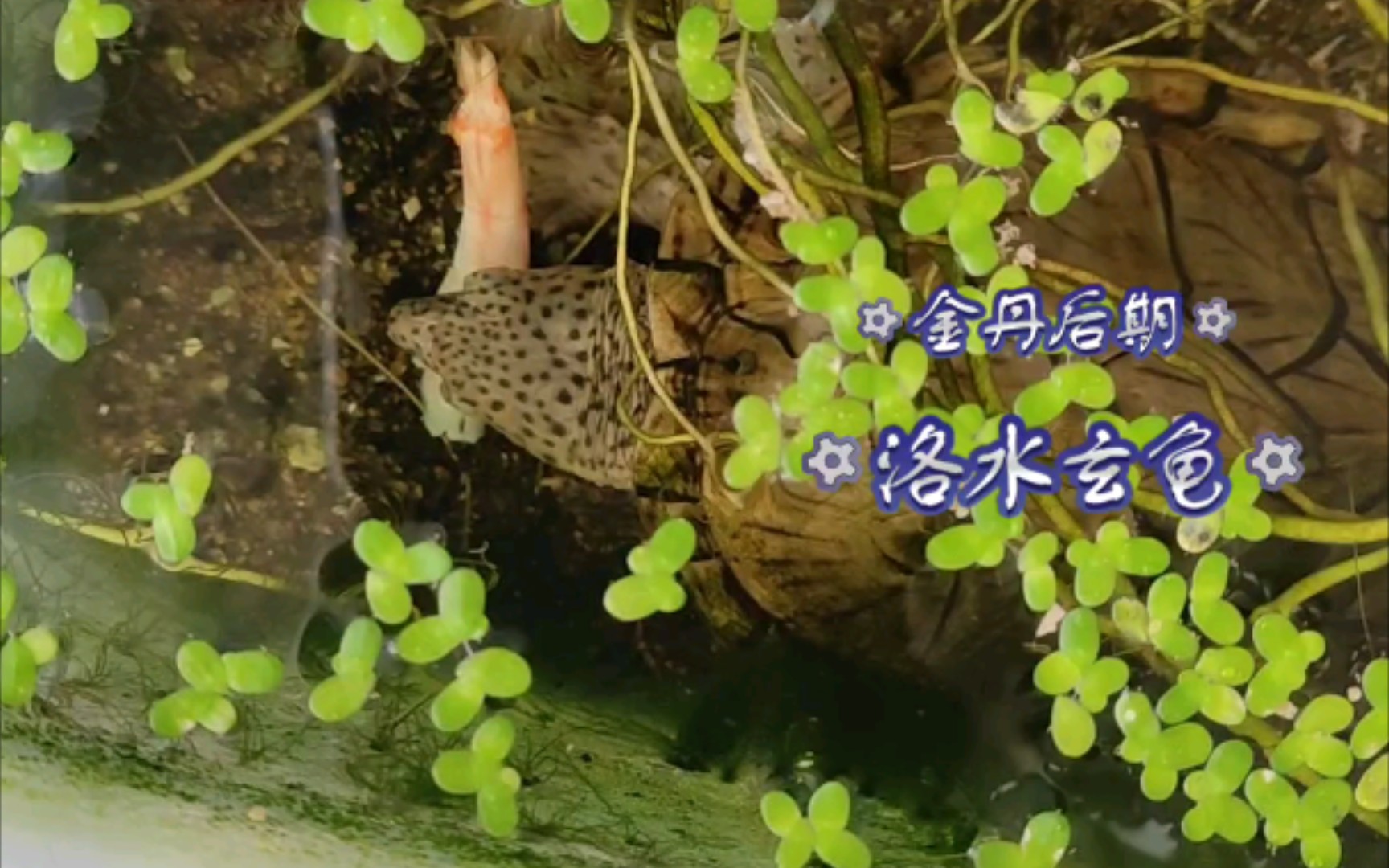 千年妖修进食画面