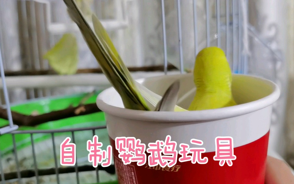 之前不知道纸杯子里还能长出虎皮鹦鹉自制玩具1十一还真是捧场材料