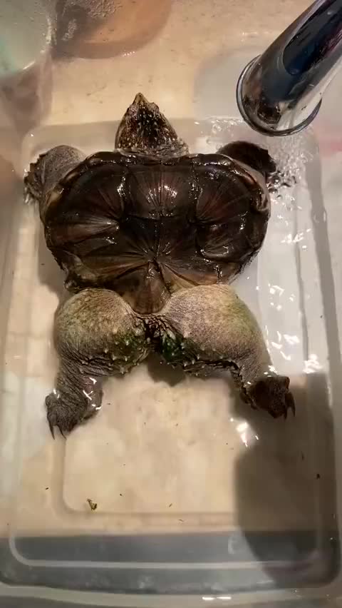 这乌龟也太强壮了吧