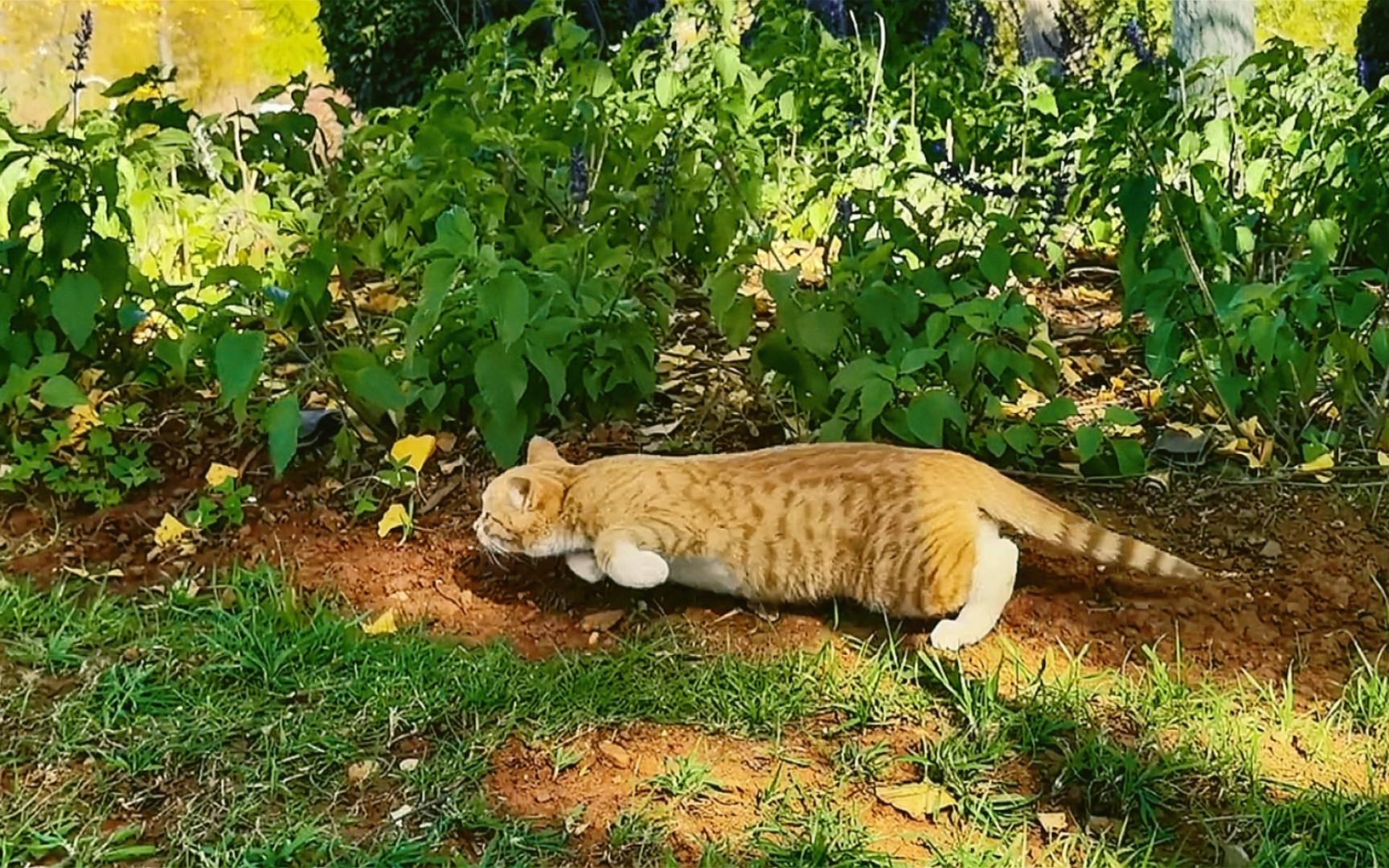 【雲吸貓】奶兇奶兇的猛虎撲食 貓和老鼠誠不欺大家 貓科健美體態鑑賞