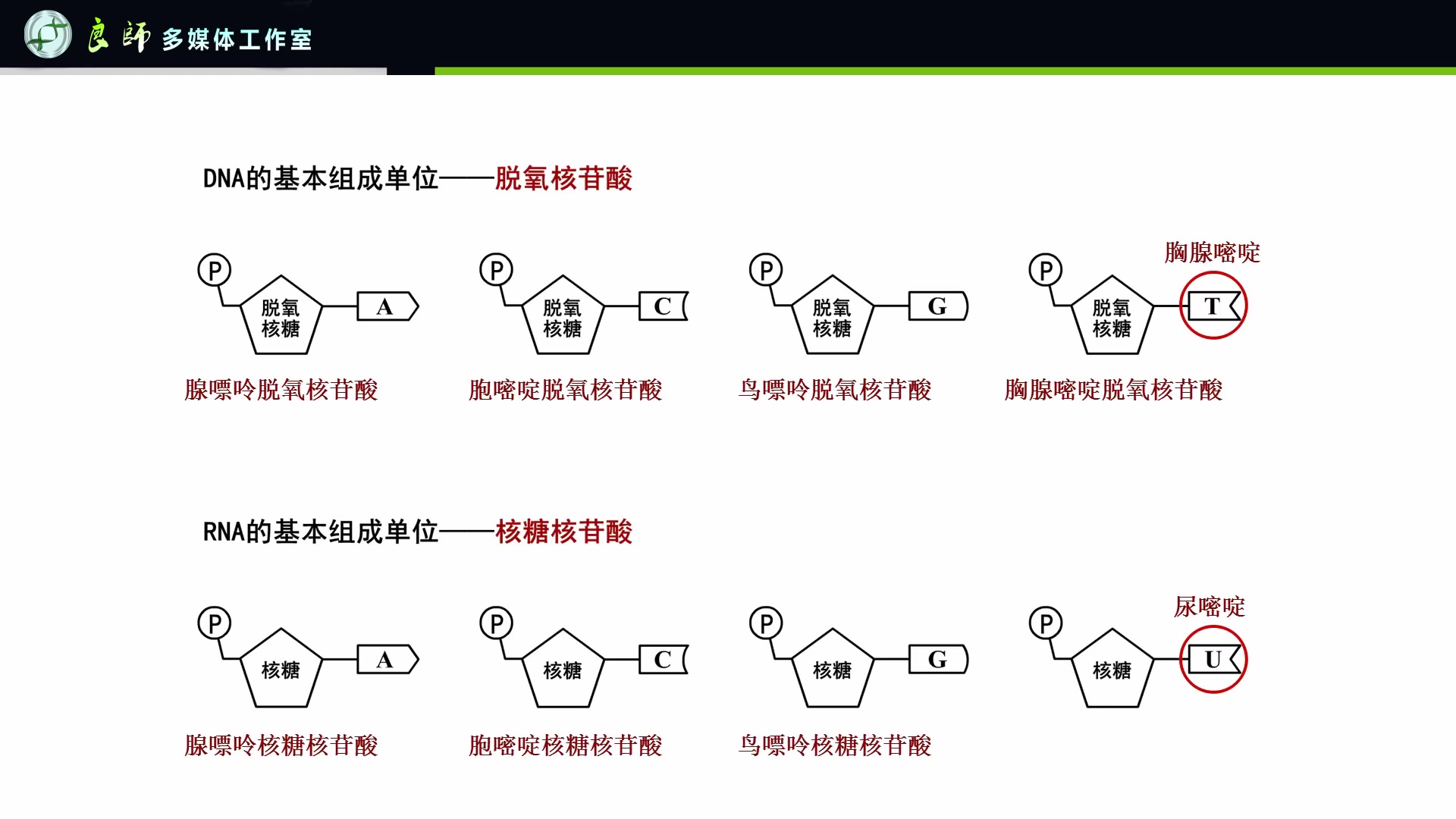 核酸的基本组成单位哔哩哔哩bilibili