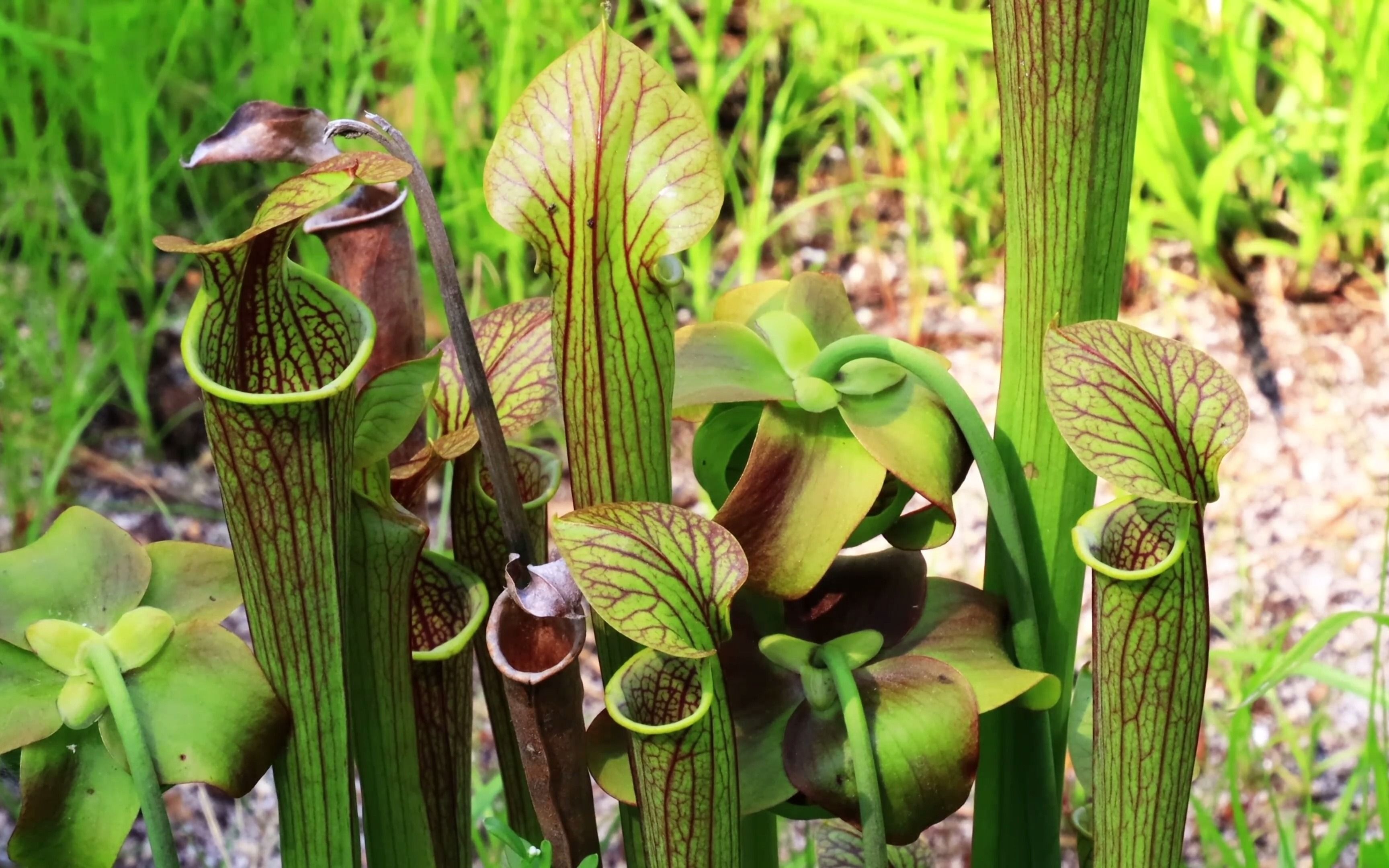 瓶子草_哔哩哔哩_bilibili