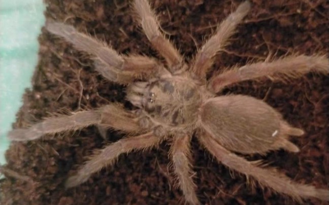 开箱敬钊缨毛蜘蛛