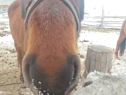 马头牛逼