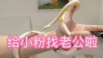 给玉米蛇找老公啦