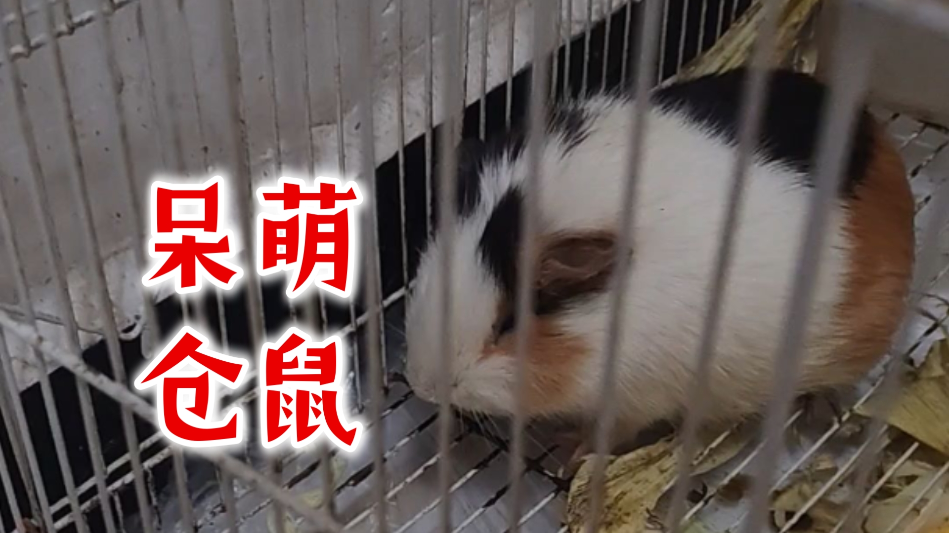 仓鼠超度-怎样判断仓鼠认主了