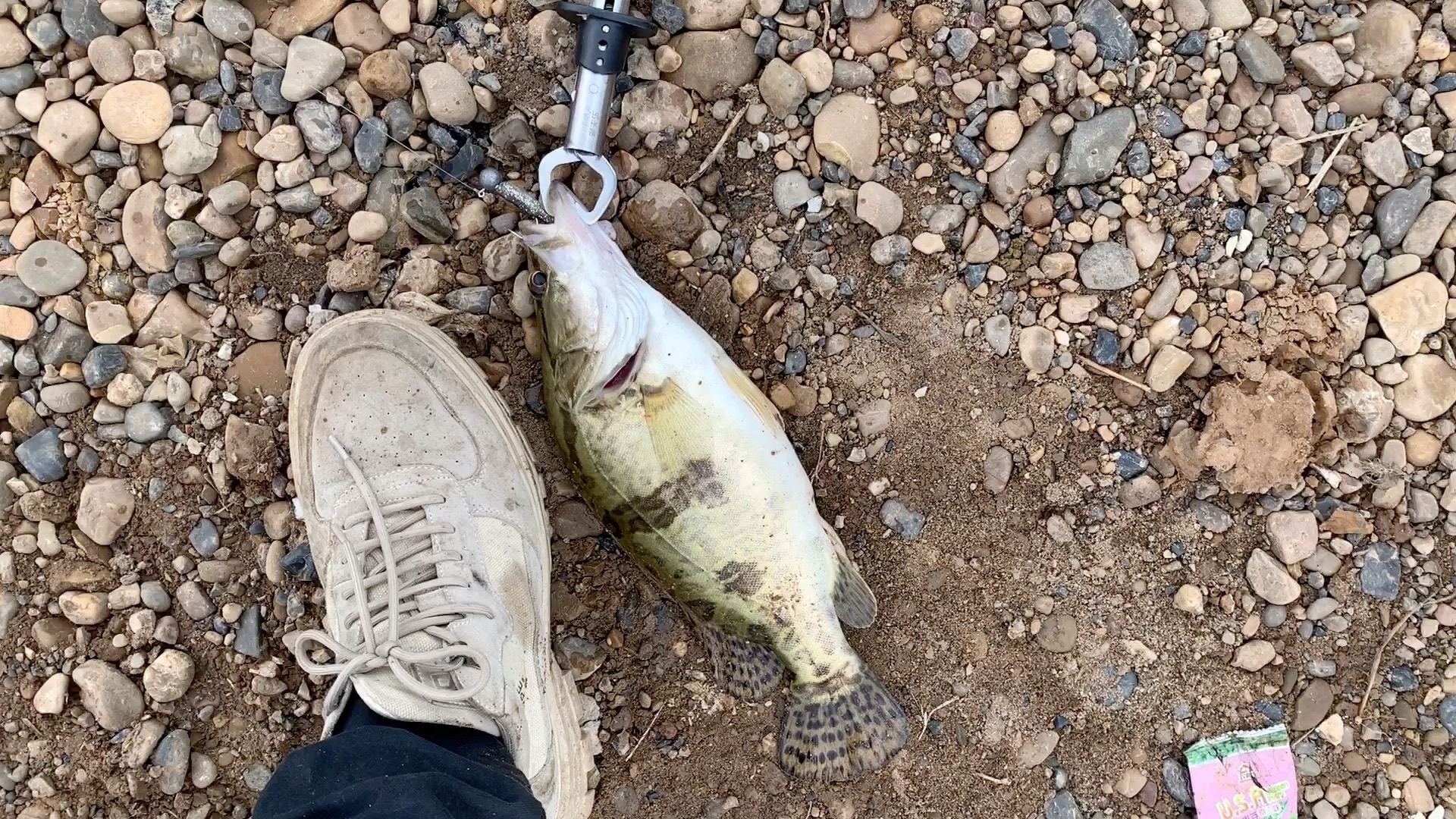 路亚钓鱼小伙 终于喜提白鳜一尾