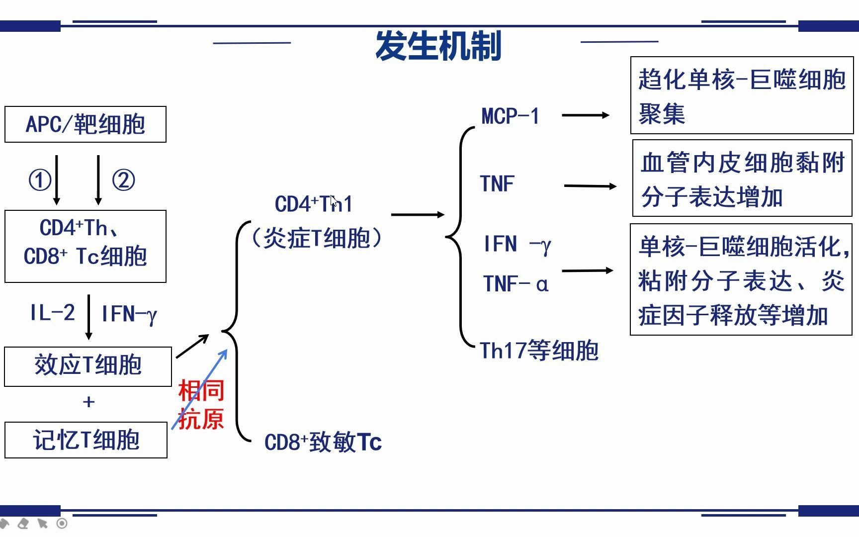 IV型超敏反应哔哩哔哩bilibili