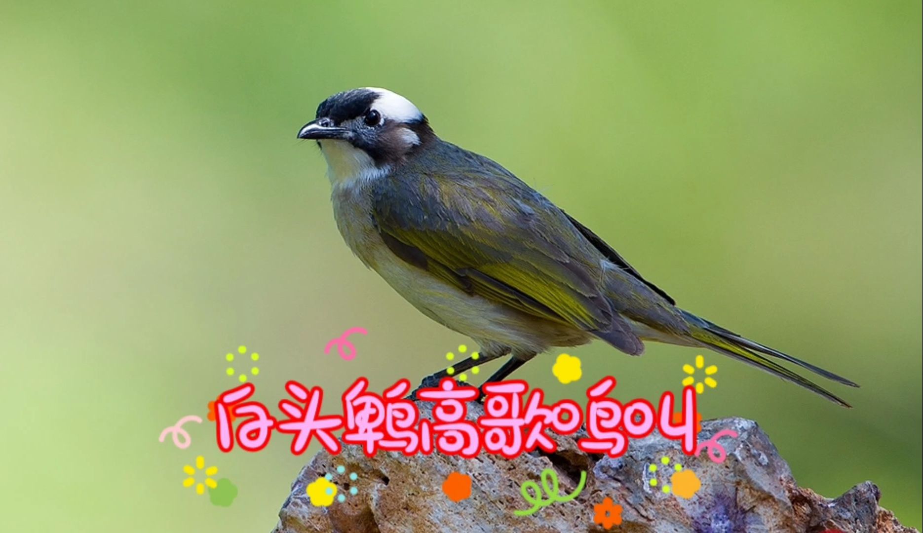 凭声音快速辨别你家附近有没白头鹎