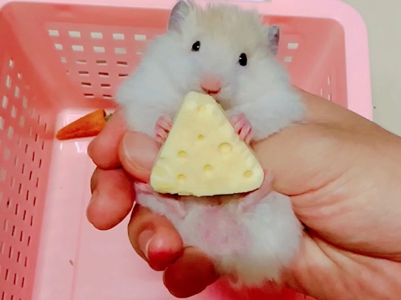 桃子啃奶酪～金丝熊·黄波利