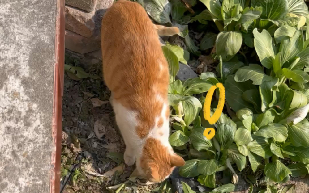 农村田里的大野猫