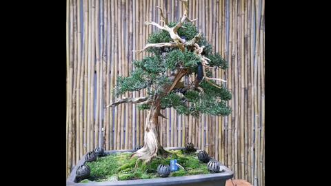 中品真柏制作,日本盆景盆栽,黑松真柏盆景造型制作,舍利雕刻丝雕_哔