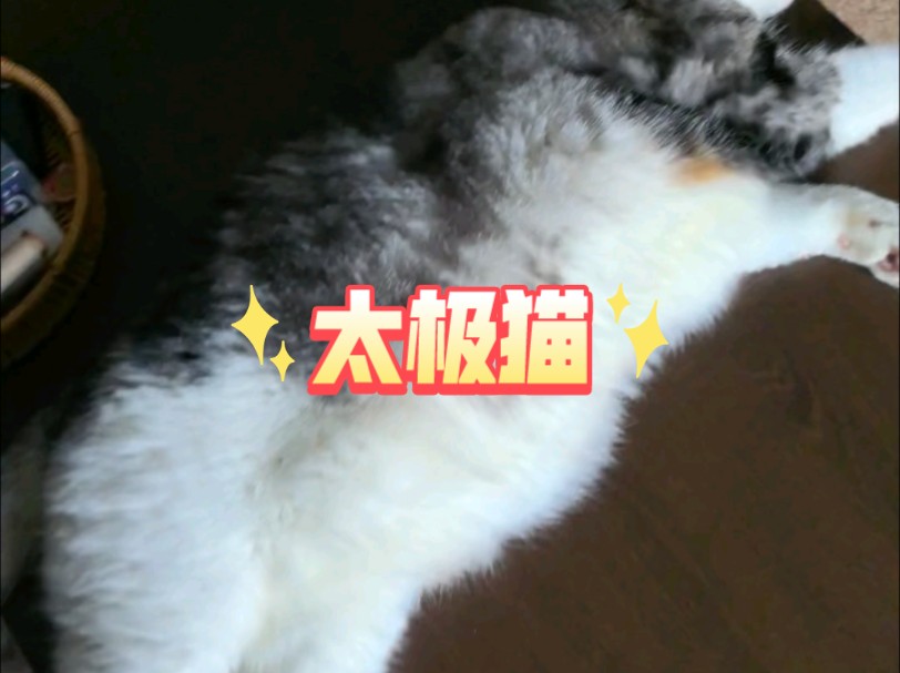 太极猫哔哩哔哩bilibili