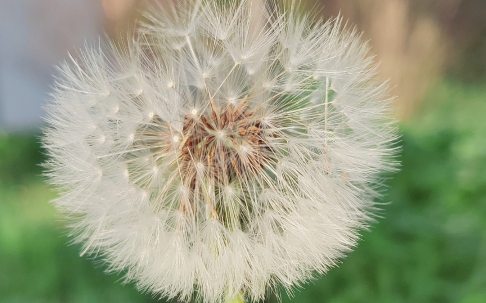 蒲公英,圆形,最优美的形状之一