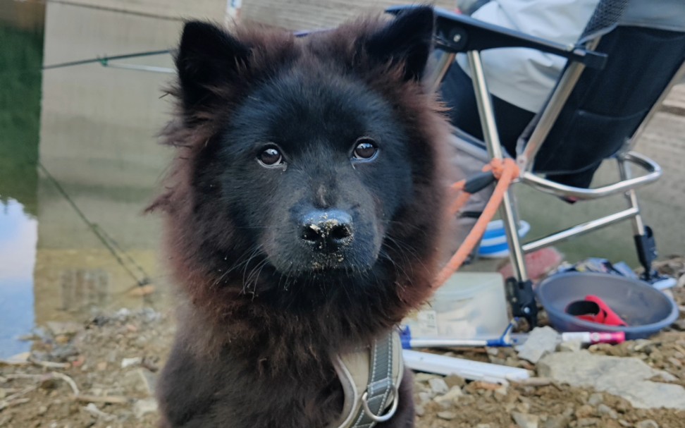 快来看我家的红毛狒狒呀