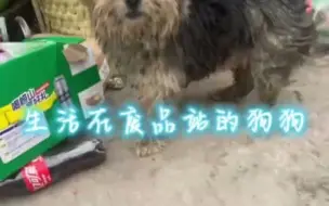 Tải video: 被废品站老头虐待的狗狗，不给吃不给喝，都已经病入膏肓了，已经如此惨状的狗狗想要救走还得花钱，真是让人愤怒！