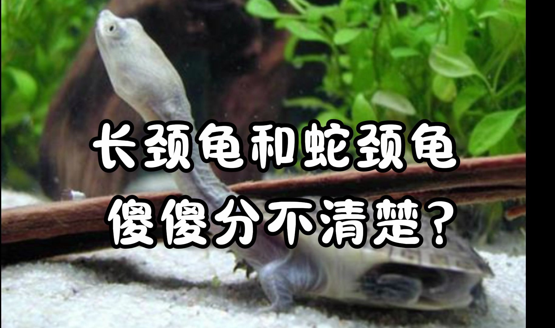 长寿三绝汤蛇龟电影图片