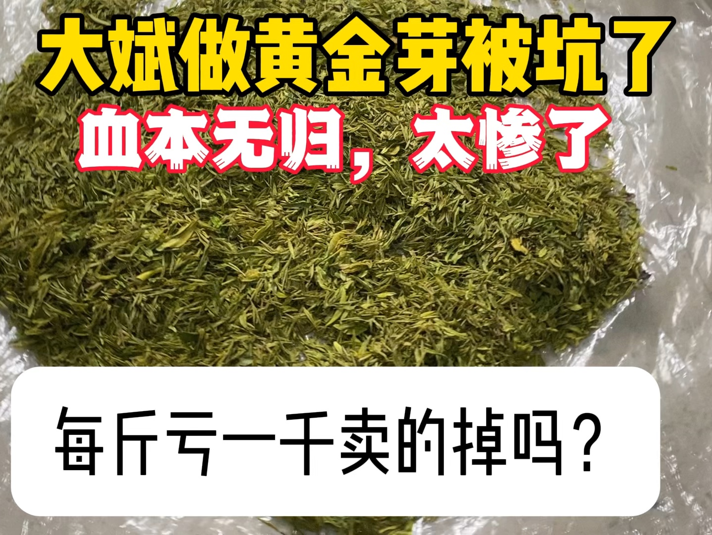 大斌做黄金芽亏的血本无归?发生了啥?一斤亏1000有人要吗?哔哩哔哩bilibili