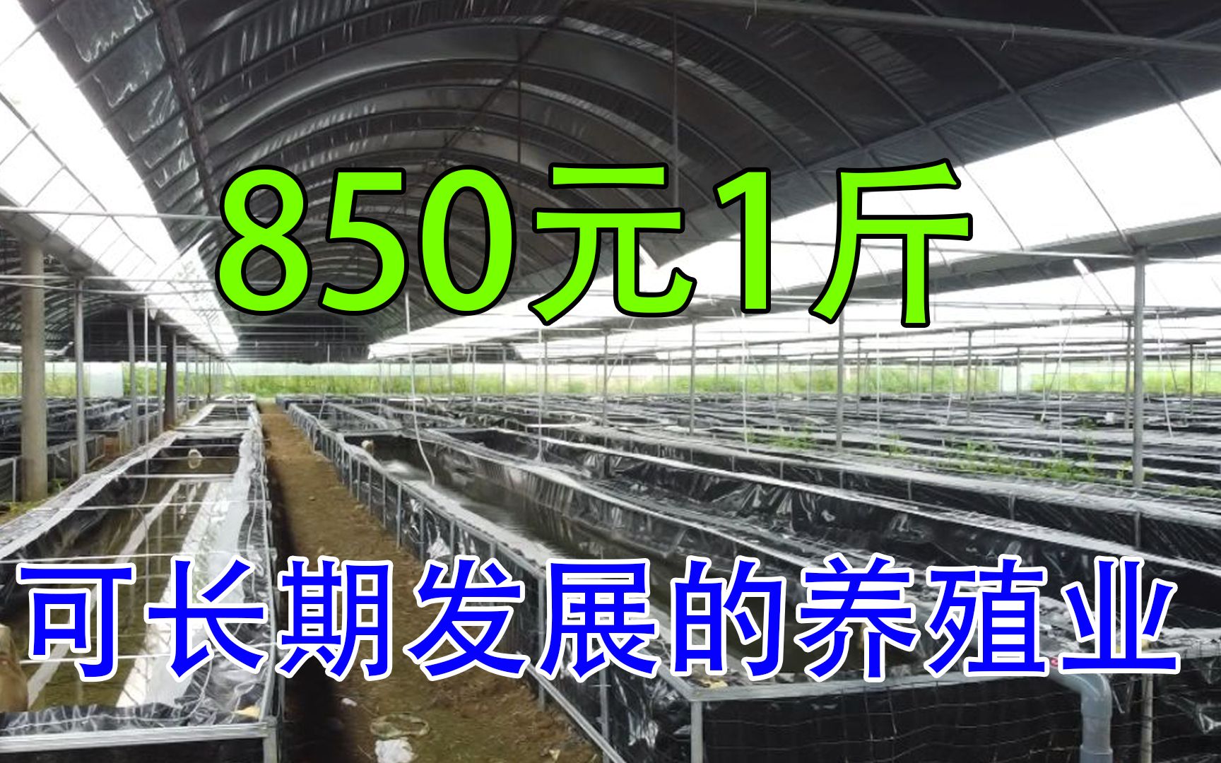 利润高的养殖来了,5个月收入32万元,850元1斤,人工养殖前景广哔哩哔哩bilibili