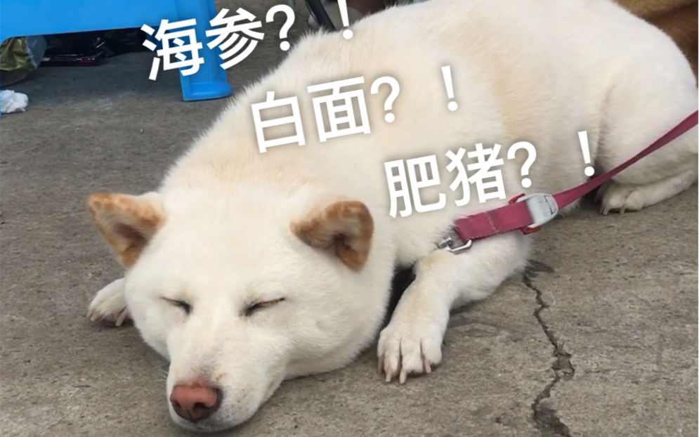 柴犬冰球?!白色香猪?!海参!?白面?!傻傻分不清咯~~~哔哩哔哩bilibili