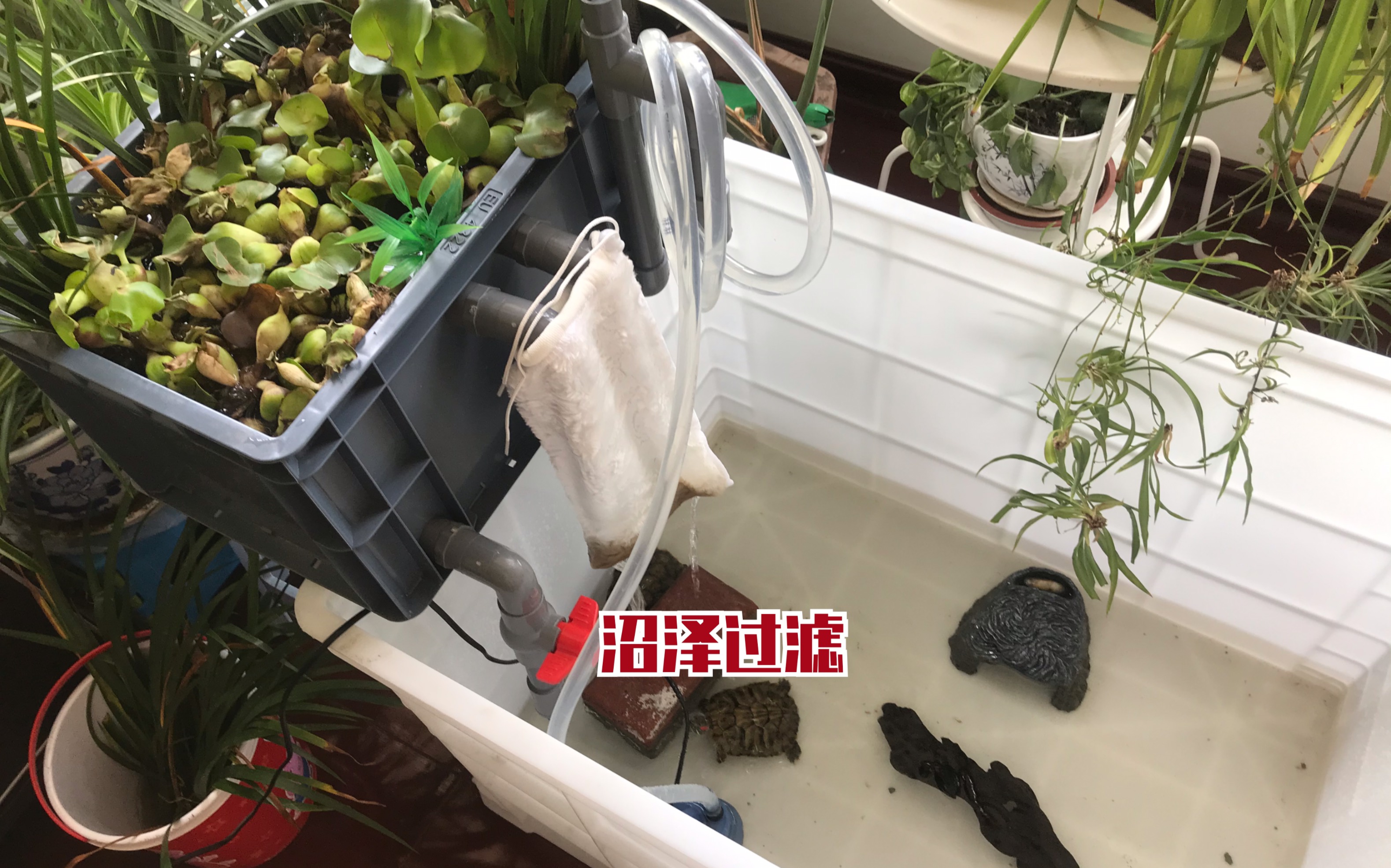 巴西龟用了一周的沼泽过滤推荐一下我用的缸