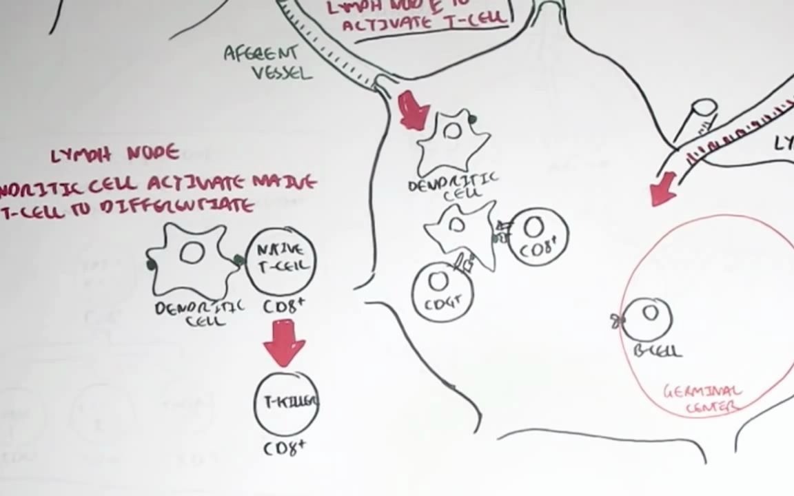 Armando Hasudungan 免疫 06 Immunology Map V  Cell Mediated Immunity哔哩哔哩bilibili