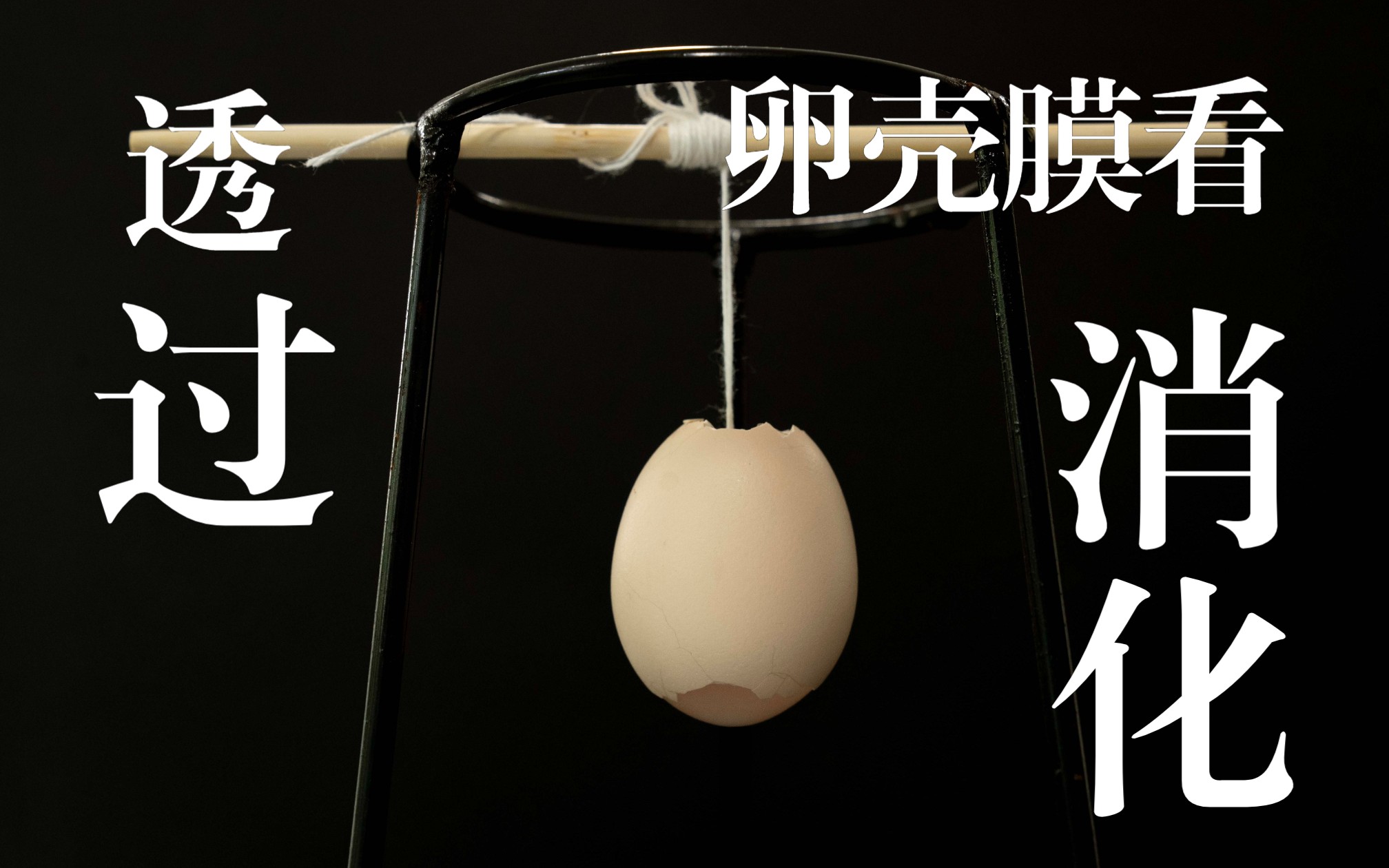 【人体消化之旅】03-卵壳膜透过实验（葡萄糖-淀粉）