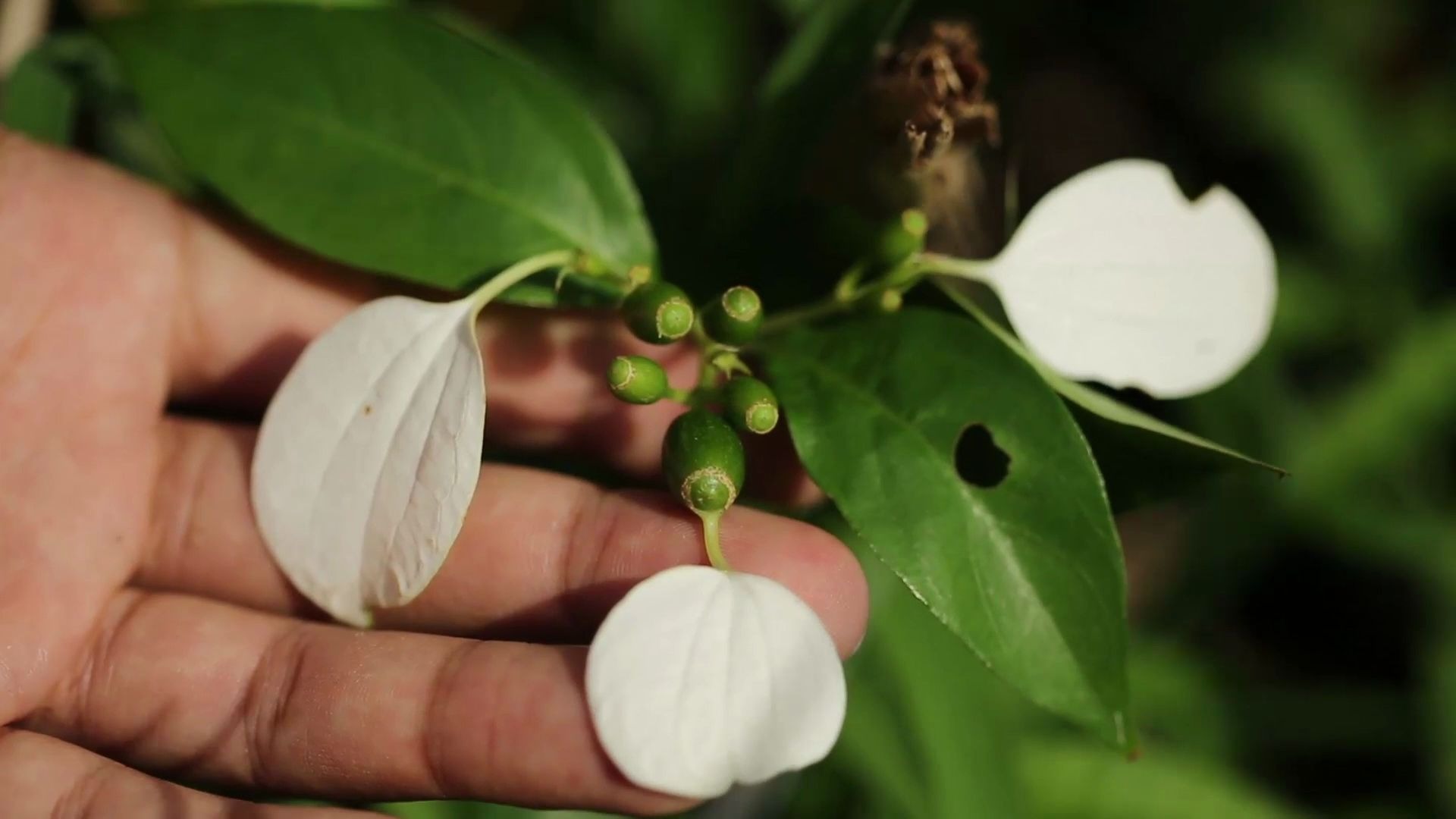 [图]花日历-玉叶金花