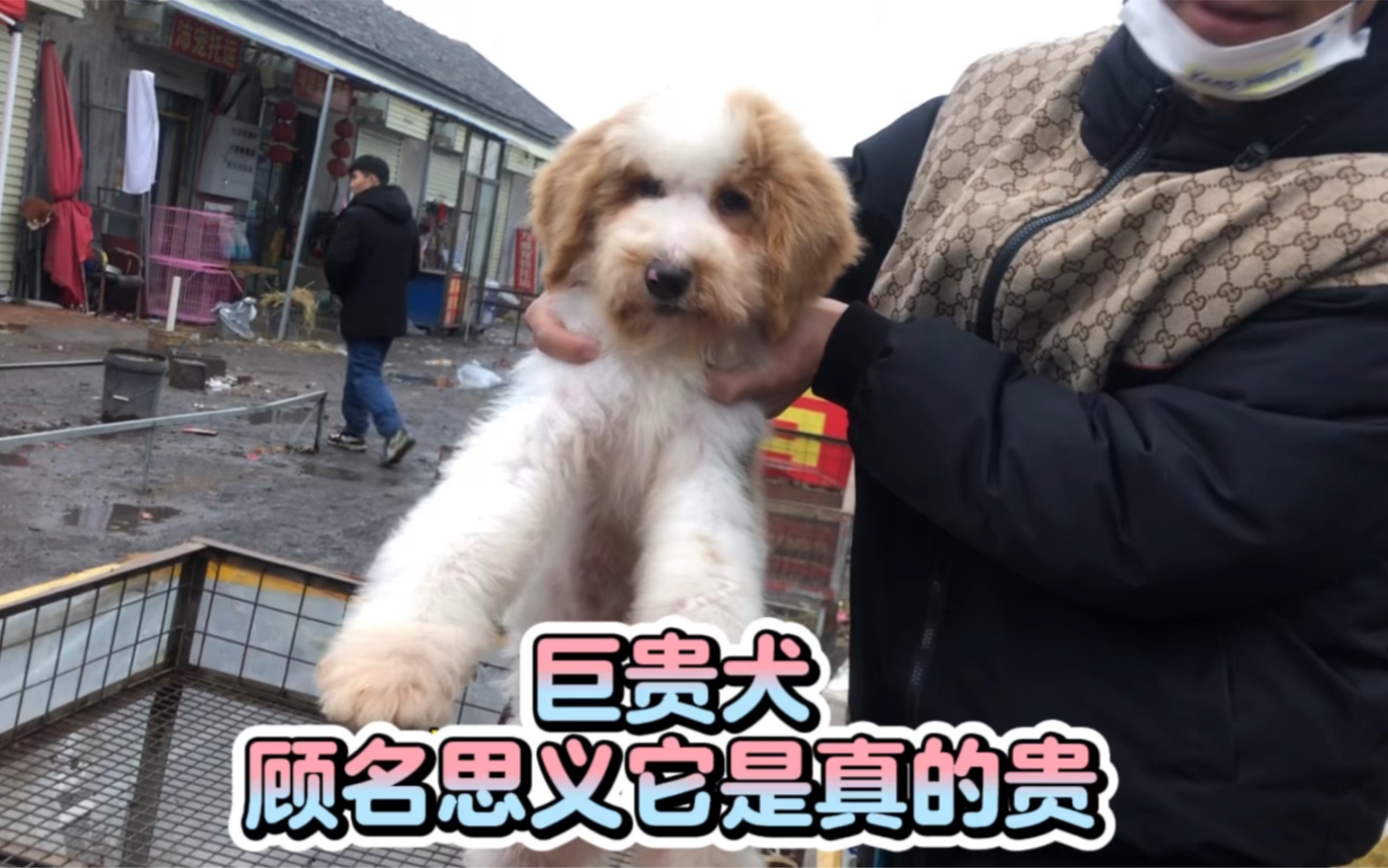 巨贵犬,顾名思义它是真的贵哔哩哔哩bilibili