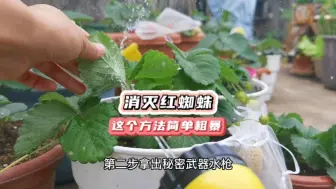 Video herunterladen: 草莓招惹了红蜘蛛怎么办？这一招简单粗暴效果明显