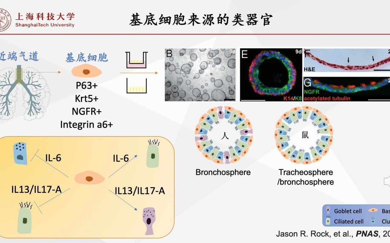 类器官:研究肺再生与肺疾病的有力工具哔哩哔哩bilibili