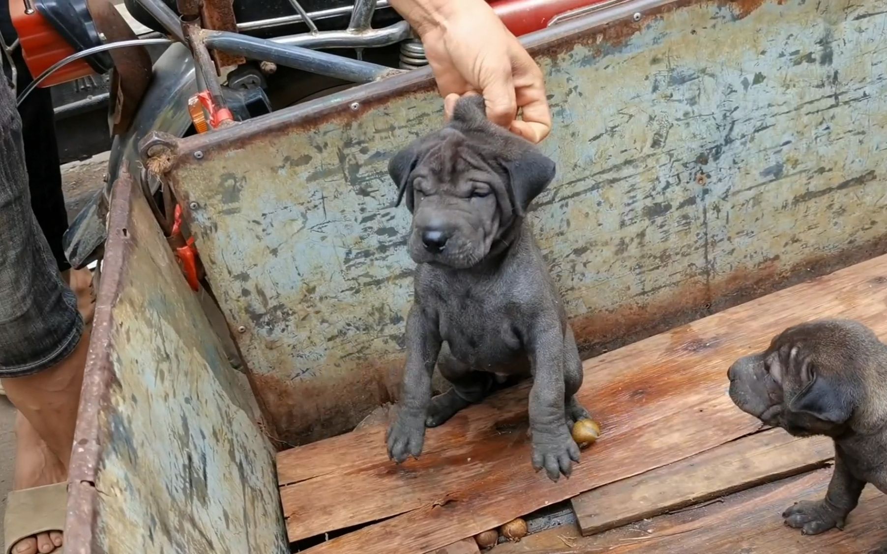 今天在街上难得多类品种齐聚一堂,杂斗,杜高犬,沙皮狗,土猎犬_哔哩