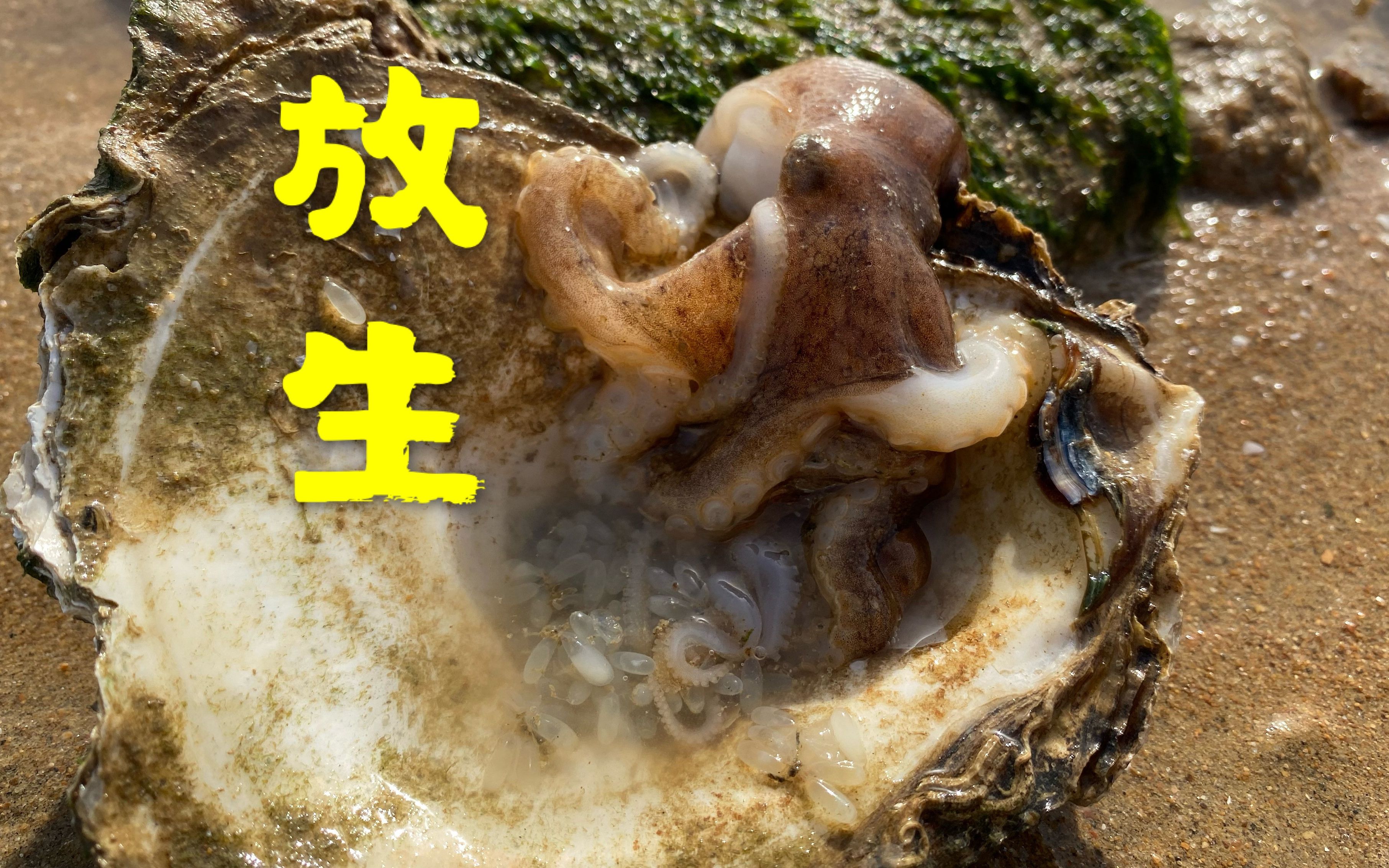 大海退潮后,大洋放生牡蛎壳里面八爪鱼宝宝,正在爬行的海五星哔哩哔哩bilibili