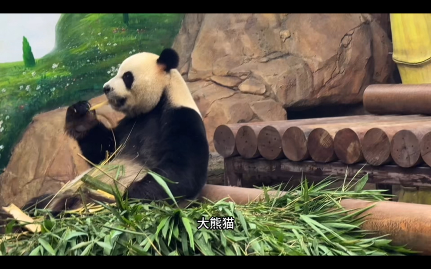一大早就来广州长隆野生动物园看大熊猫三胞胎萌帅酷的老二帅帅吃竹子
