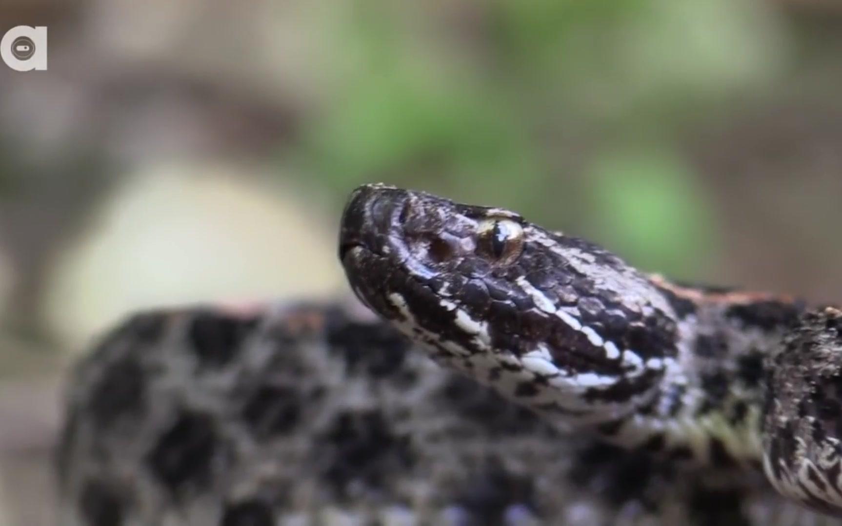 狼叔动物小课堂侏儒响尾蛇