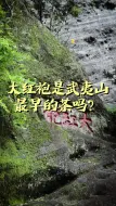 Download Video: 大红袍是武夷山最早出名的茶