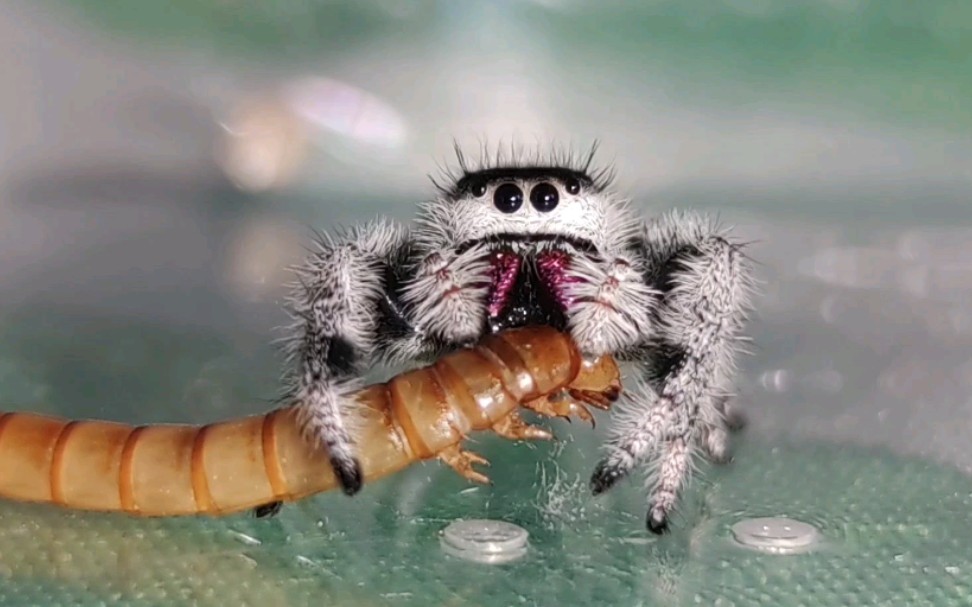 【灰佛跳蛛】跳蛛的圣诞吃播~_哔哩哔哩_bilibili