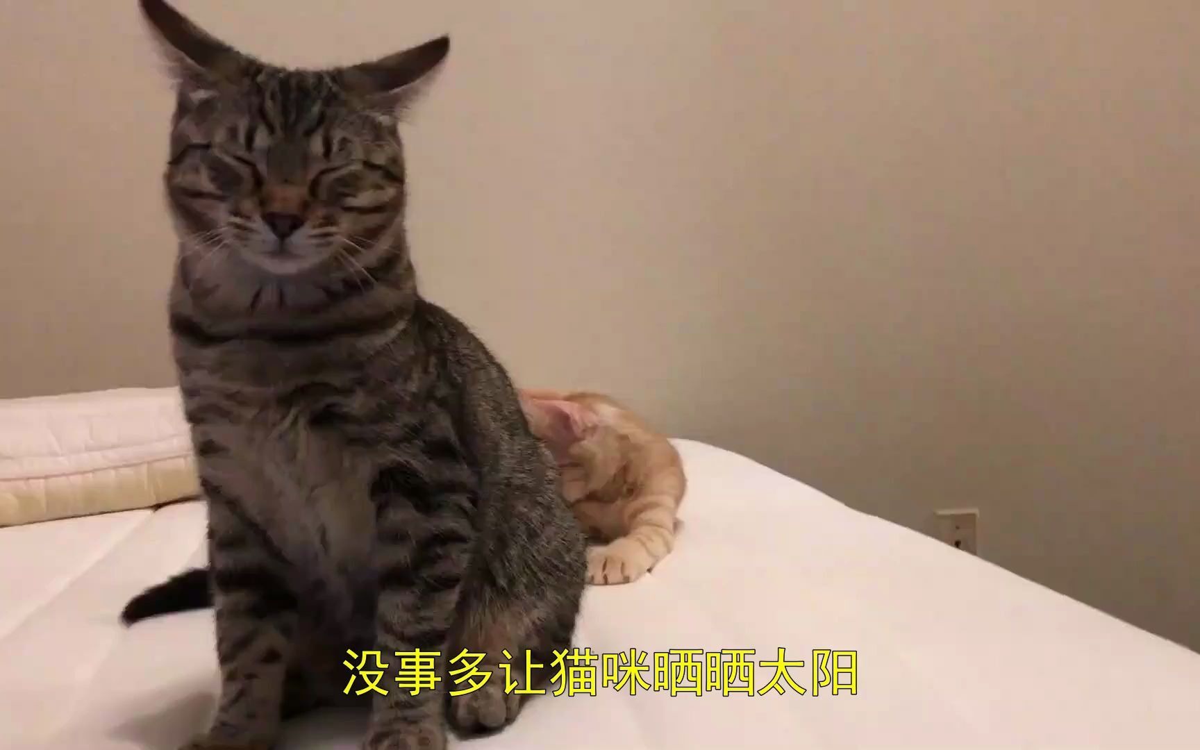 猫癣什么样子 初期,猫在什么情况下容易得猫癣哔哩哔哩bilibili