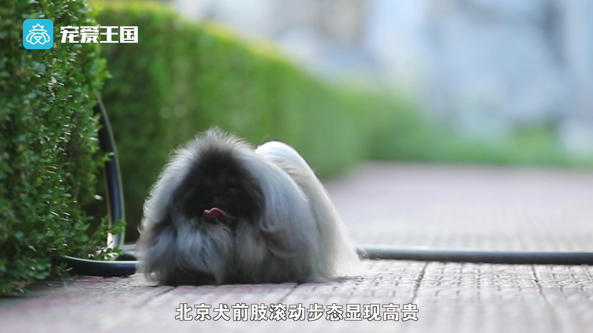 带你了解纯种犬之北京犬哔哩哔哩bilibili