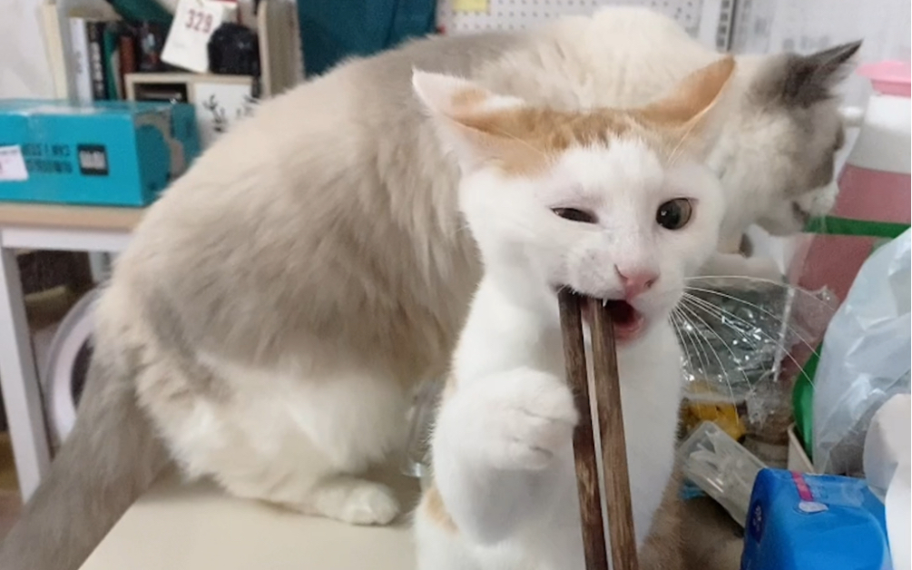 用筷子敲了猫咪的头,居然还直接和筷子杠上了
