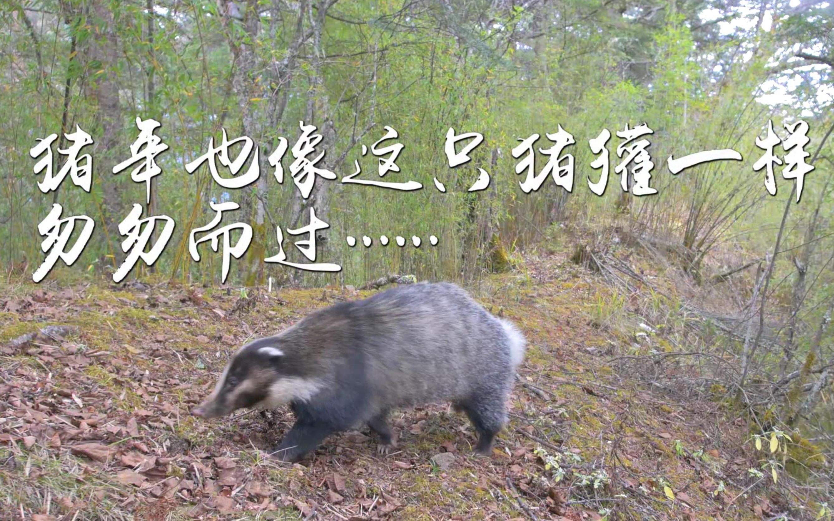 《山海经》中神话动物“貍力”的原型——猪獾_哔哩哔哩_bilibili