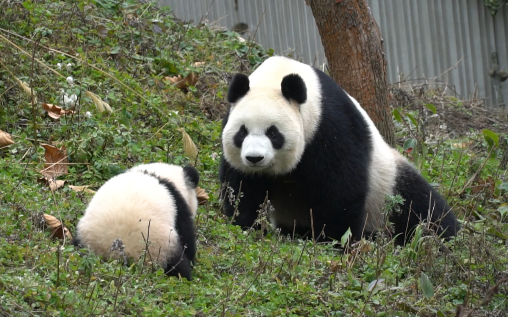 去年今日淑琴还带着山竹汶汶 转眼今年就生了双胞胎【大熊猫淑琴】