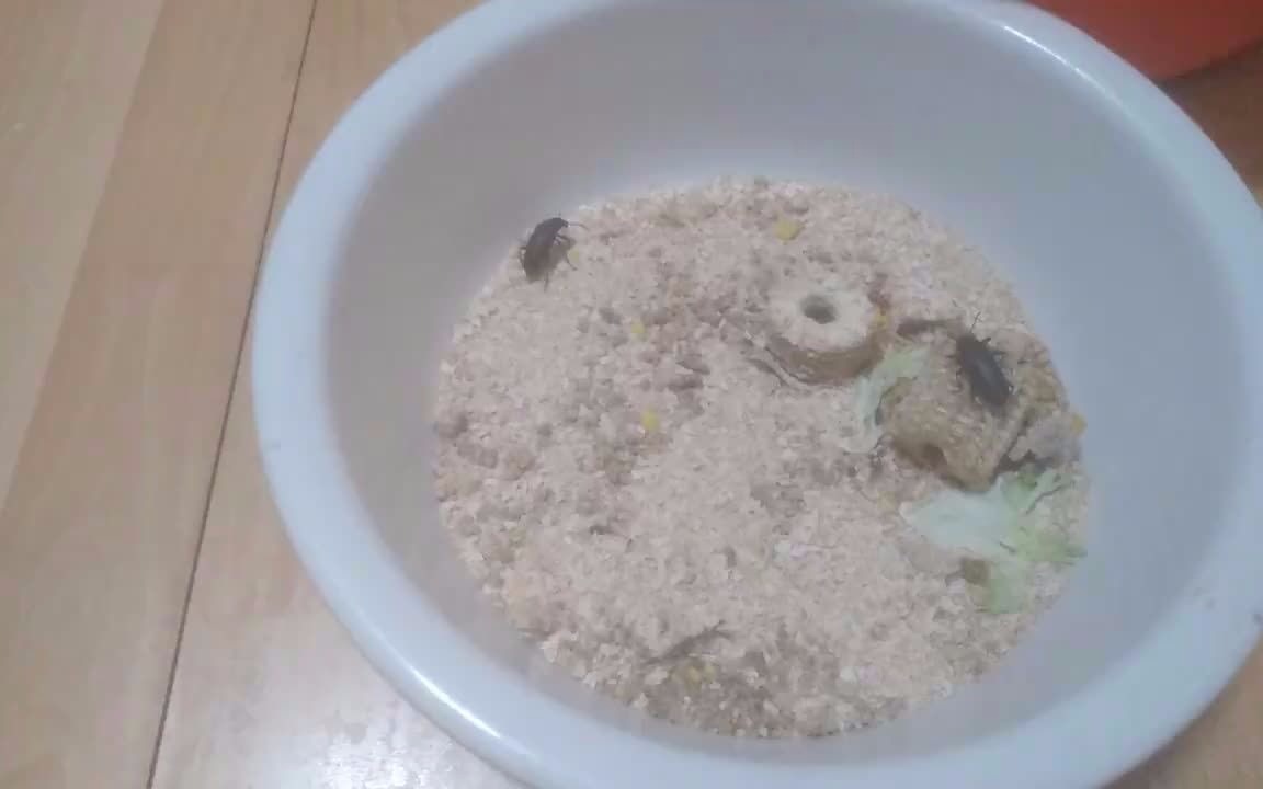 大麦虫面包虫个人养殖有一个活了两年左右下的卵也长大了