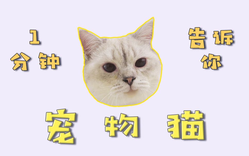 1分钟告诉你,什么是宠物猫?猫的起源在哪里?哔哩哔哩bilibili